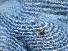 Cyphodema instabilis
