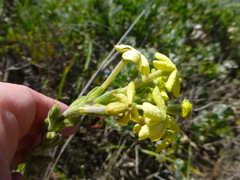 Lyperia lychnidea