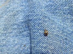 Cyphodema instabilis