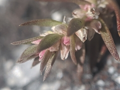 Polygonum polygaloides kelloggii