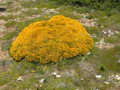 Ulex densus