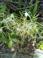 Hymenocallis acutifolia