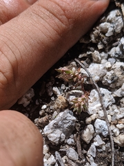 Polygonum polygaloides kelloggii