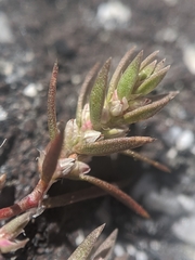 Polygonum polygaloides kelloggii