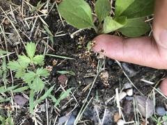 Androsace occidentalis