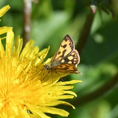 Carterocephalus silvicola