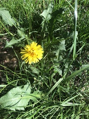 Taraxacum