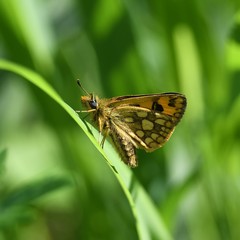 Carterocephalus silvicola