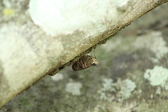 Polygonus leo arizonensis