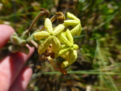 Lyperia lychnidea