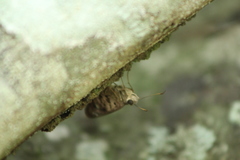 Polygonus leo arizonensis