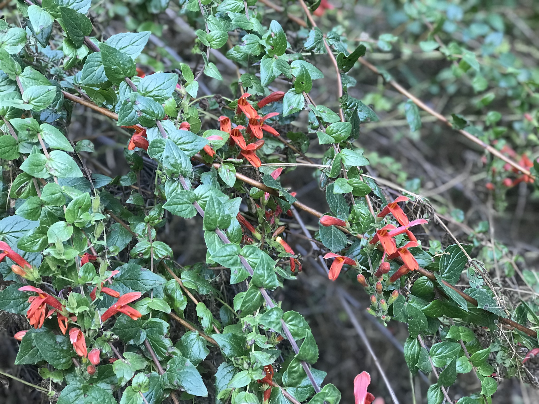 Keckiella cordifolia
