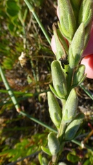 Lyperia lychnidea