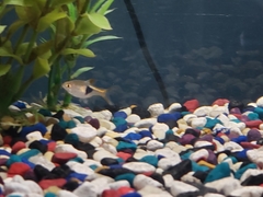 Trigonostigma heteromorpha