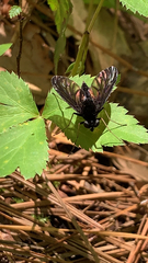 Chrysopilus velutinus