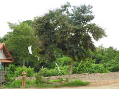 Lagerstroemia speciosa