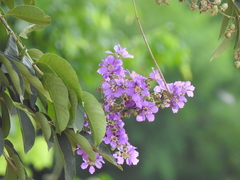Lagerstroemia speciosa