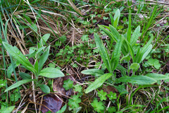 Cerastium pauciflorum