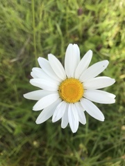 Leucanthemum vulgare