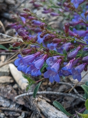 Penstemon parvulus