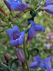 Penstemon parvulus