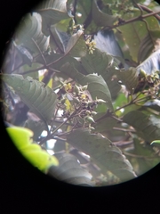 Vismia guianensis