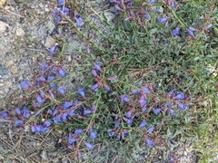 Penstemon parvulus