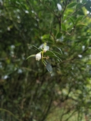 Vaccinium meridionale