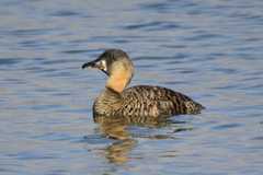 Thalassornis leuconotus