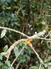 Vaccinium meridionale