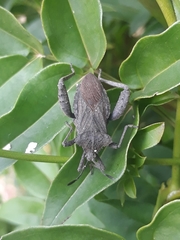 Camptischium