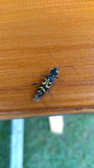Clytus tropicus