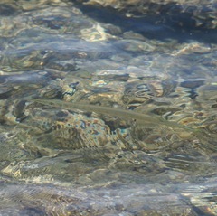 Platybelone argalus