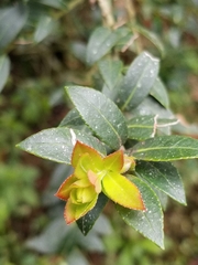 Vaccinium meridionale