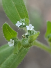 Cryptantha affinis