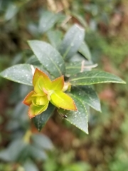 Vaccinium meridionale