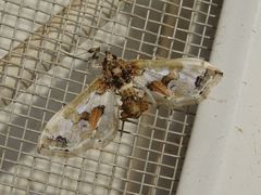 Leucinodes orbonalis