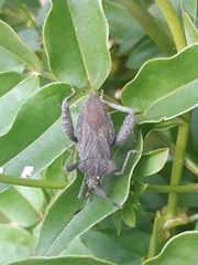 Camptischium
