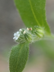 Cryptantha affinis