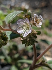 Phacelia congdonii
