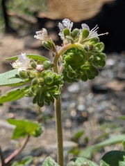 Phacelia congdonii