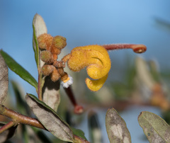 Grevillea chrysophaea