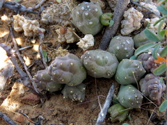 Piaranthus comptus