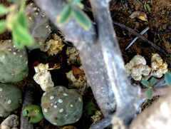 Piaranthus comptus