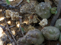 Piaranthus comptus