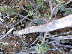 Piaranthus comptus