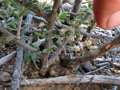 Piaranthus comptus