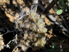 Anacampseros albidiflora