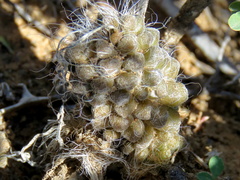 Anacampseros albidiflora