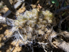 Anacampseros albidiflora